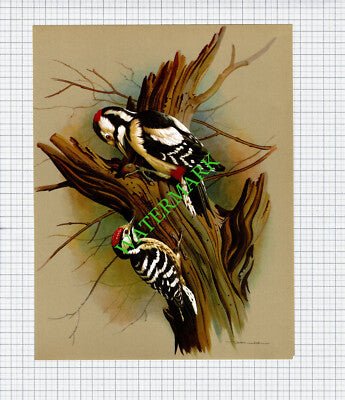 Pied Woodpecker  Barred Woodpecker  Basil Ede  - 1960s Bird Print