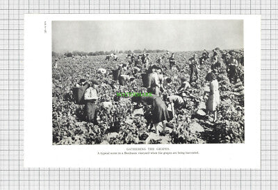 C2036) Bordeaux Vineyards  - c.1960s Double-Sided Book Print