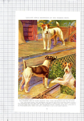 Fox Terrier  Edward Herbert Miner - c.1936 Book Print /Cutting