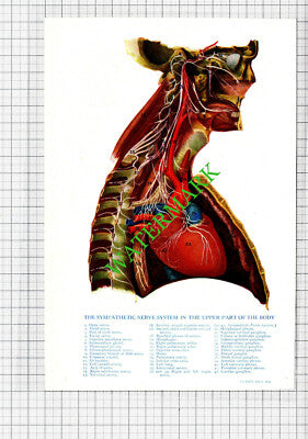 SYMPATHETIC NERVE SYSTEM -  Small Antique Human Body Medical Print c.1915