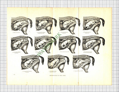 Pregnancy In Horses - c.1930s Print / Pullout