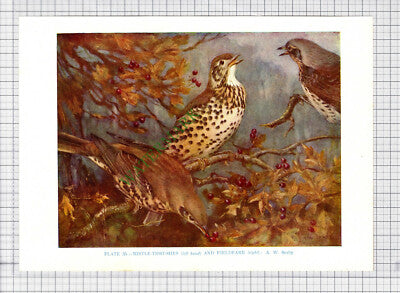 9577) MISTLE THRUSH FIELDFARE  A W Seaby - 1966 Bird Book Print