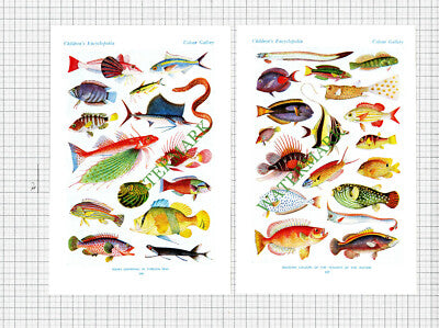 Fish Prints - c.1950 2-Part Cutting