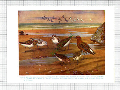 Sea Birds Sanderlings Curlew Sandpiper  A W Seaby  - c.1960s Book Print