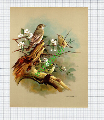 Goldcrest and Spotted Flycatcher Basil Ede  - 1960s Bird Print