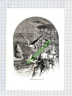 Flamborough Head Yorkshire Sea Birds - c.1895 Print