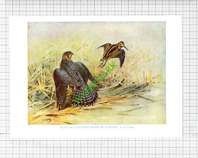 Jack-Snipe Merlin Bird G E Lodge  - 1960's Cutting / Print