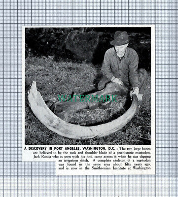 C4138) Jack Runoa Port Angeles Washington DC Prehistoric Find - 1950 Clip