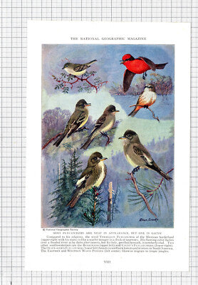 Vermilion Flycatcher Beardless Bird Allan Brooks - c.1936 Book Print / Cutting