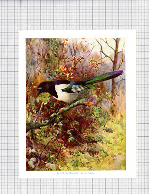 9535) MAGPIE  G E Collins - 1966 Bird Book Print