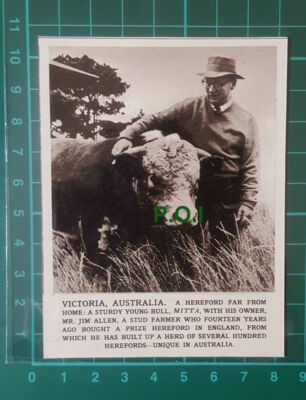 C2586) Mr Jim Allen Stud Farmer Bull MITTA Victoria Australia - 1961 Clip