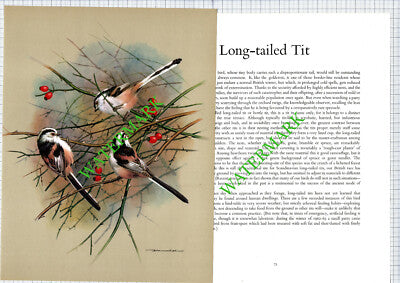 Long Tailed Tit Basil Ede - 1970s Bird Print