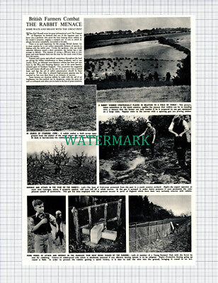 X894) British Farmers And Rabbit Control - 1951 Clip