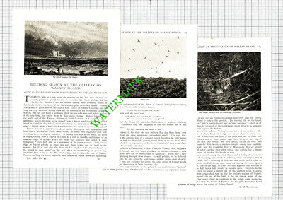 The Gullery Walney Island Stella Hamilton AM Wakefield  - 1897 Article