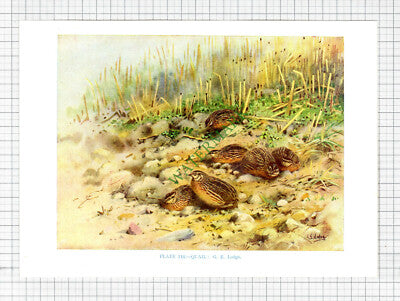 QUAIL Quails Bird  G E Lodge  - c.1960s Book Print