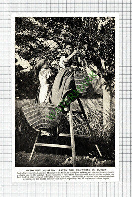 Murcia Silkworms Sericulture Silk  - c.1920s Cutting / Print