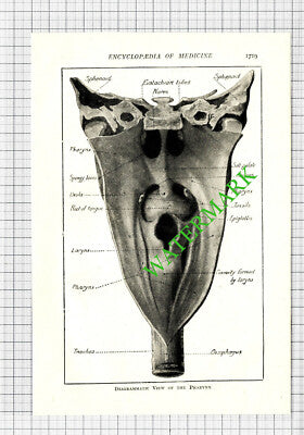 Human Pharynx Diagram -  Antique Medical Cutting -  c.1915