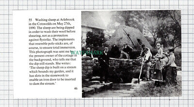 C5727) Arlebrook Cotswolds Sheep Dip Washing - Cutting