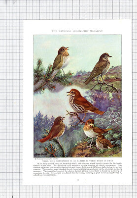 Wood Thrush Bird Allan Brooks - c.1936 Book Print / Cutting