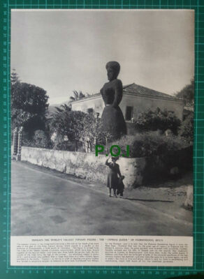 (X305) The Cypress Queen Topiary Fiumefeddo Sicily - 1955 Clip