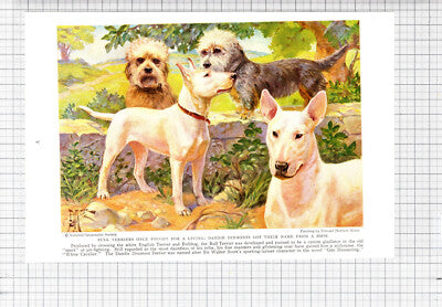 Bull Terrier Dandie Dinmont Edward Herbert Miner - c.1936 Book Print /Cutting