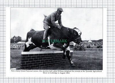 C5896) Crawcrook Market / Tynside Agricultural Show Corbridge Bull - Cutting