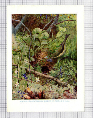 9589)  WILLOW WARBLER G E Collins  - 1966 Bird Book Print