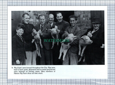 C4435) Heaton Newcastle Pig Club Farm Show - Cutting
