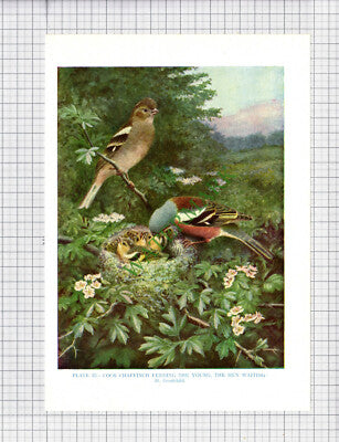 9537) CHAFFINCH  H Goodchild - 1966 Bird Book Print
