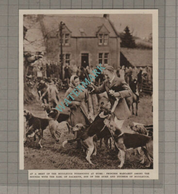 C3129) Buccleuch Foxhounds At Hume Princess Margaret Earl Dalkeith - 1952 Clip