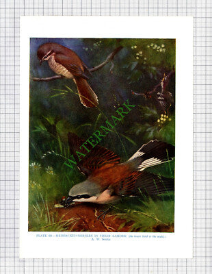 9640) REDBACKED SHRIKE A W Seaby - 1966 Bird Book Print