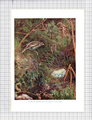 9539) TWITE  G E Collins - 1966 Bird Book Print