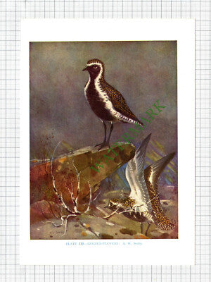 Golden Plover Bird  A W Seaby  - c.1960s Book Print