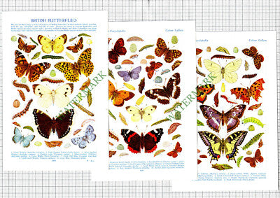 Butterfly Prints Butterflies  - c.1940s Cutting / Prints