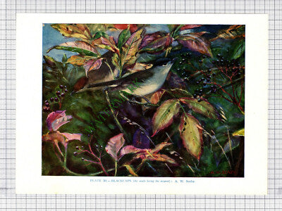 9584) BLACKCAP A W Seaby  - 1966 Bird Book Print