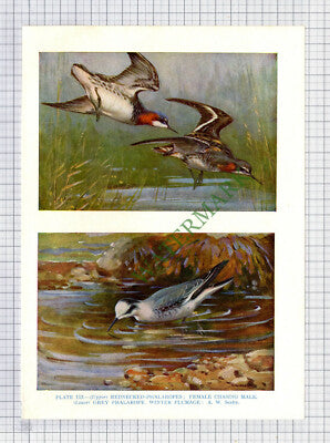 9758) PHALAROPE A W Seaby  - 1966 Bird Book Print