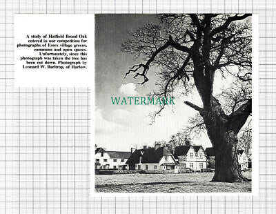 C5624) Hatfield Broad Oak Essex Leonard Barltrop - 1969 Cutting
