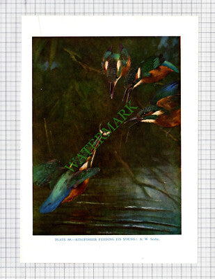 9655)  KINGFISHER  A W Seaby - 1966 Bird Book Print
