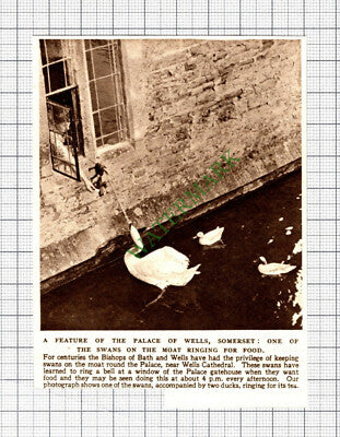 C8138) Palace Of Wells Somerset Swans Ringing Bell  -1952 Cutting