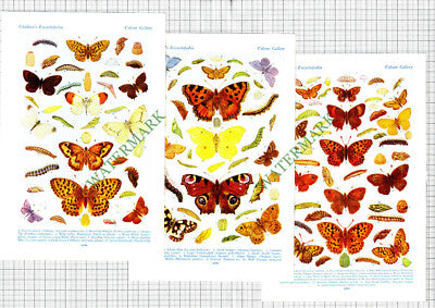 Butterfly Prints Butterflies  - c.1940s Cutting / Prints