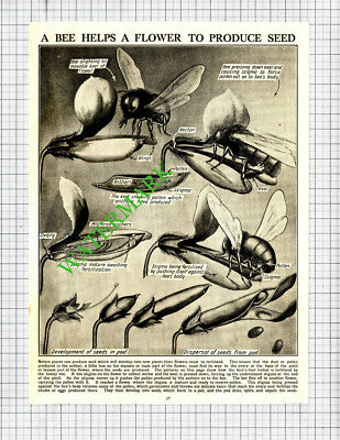 Bee Pollination -   c.1930s  Cutting / Print