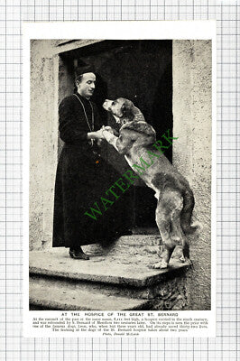 Great St Bernard Hospice Switzerland  - c.1920s Cutting / Print