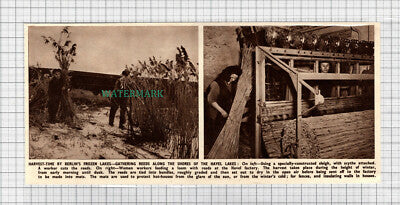 C2945) Havel Lakes Factory Berlin Gathering Reeds To Make Mats - 1951 Clip