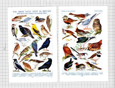 Birds  - c.1950s Book Prints