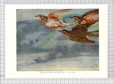 9574) REDWING A W Seaby - 1966 Bird Book Print