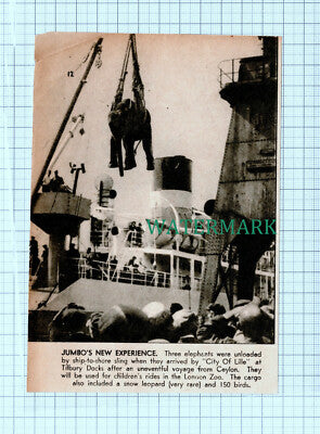 C5418) City Of Lille Ship Elephants London Zoo Tilbury Docks - 1946 Cutting