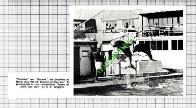 North Sea World Clacton Essex Dolphins - 1973 Small Cutting