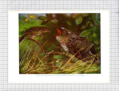 9550)  MEADOW PIPIT CUCKOO A W Seaby - 1966 Bird Book Print