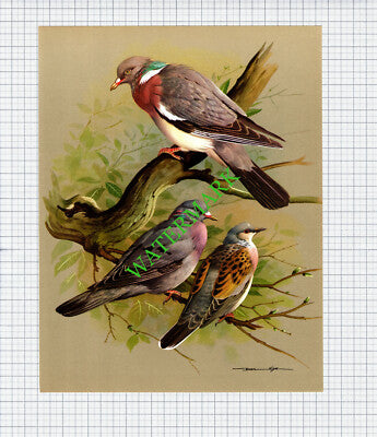 Wood Pigeon Stock Dove  Turtle Dove  Basil Ede  - 1960s Bird Print