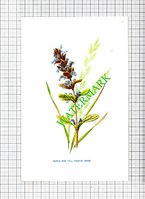 Bugle and Tall Fescue Grass   Botannical Flower Plant   c.1900 Small Print
